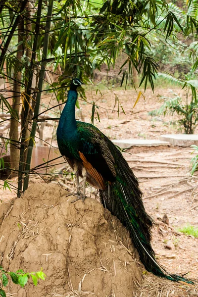 Pavão bonito verde — Fotografia de Stock