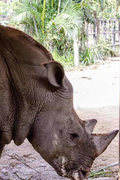 Breitmaulnashorn — Stockfoto