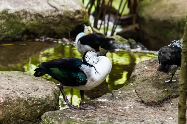 Pájaro — Foto de Stock