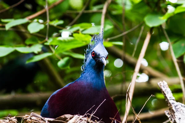 Vogel — Stockfoto