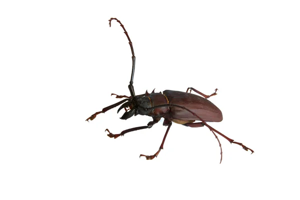 Escaravelho — Fotografia de Stock