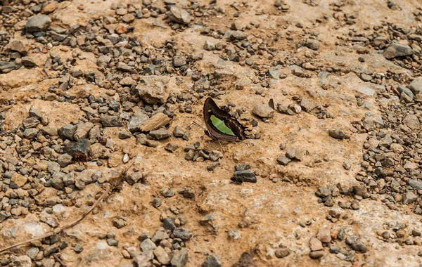 Butterfly — Stock Photo, Image