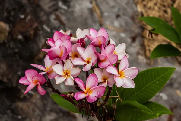 Fleurs colorées qui sont belles — Photo