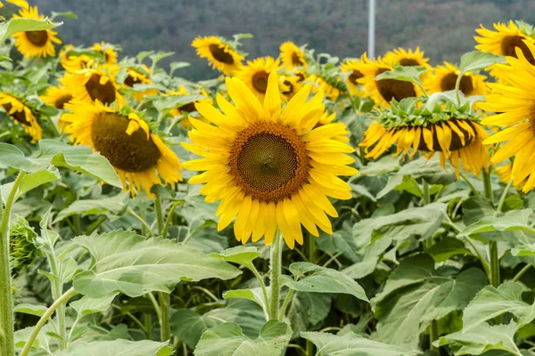 Agricultura stock image - Campo de girasol —  Fotos de Stock