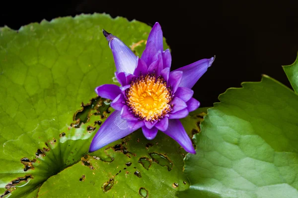 Lotus har en mycket vacker färg — Stockfoto