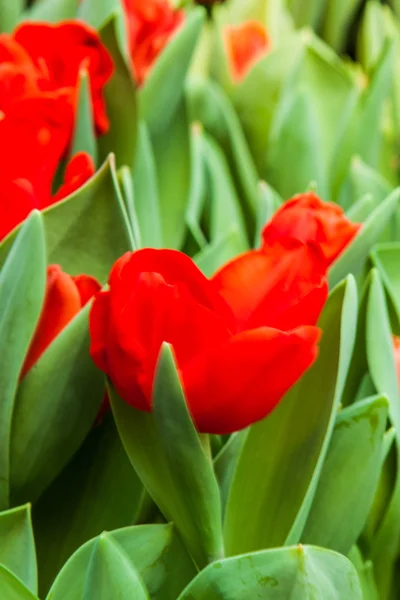 Bunte Tulpen — Stockfoto