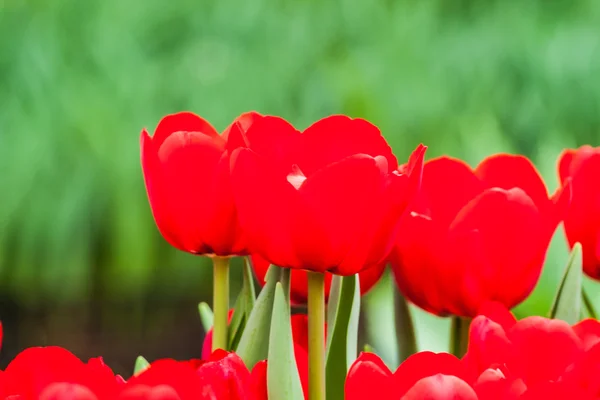 Bunte Tulpen — Stockfoto