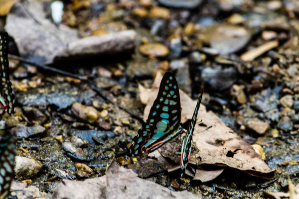 Бабочка-монарх — стоковое фото