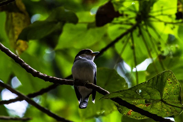 Pájaro — Foto de Stock