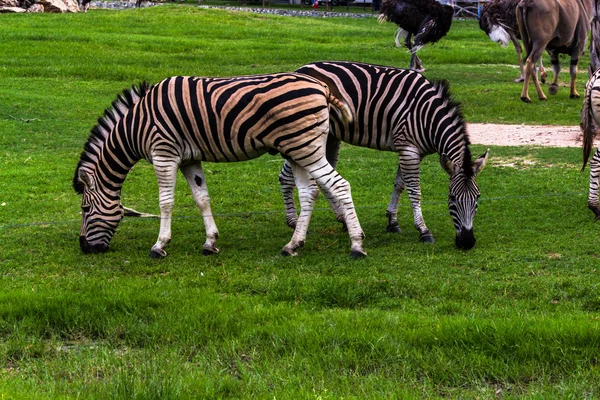Wildes Zebra — Stockfoto