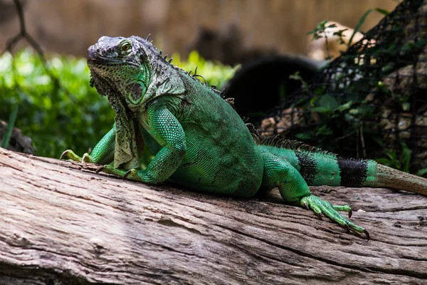 Primer plano Retrato de una iguana verde —  Fotos de Stock