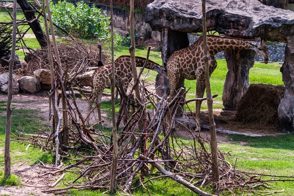 Giraffe — Stock Photo, Image