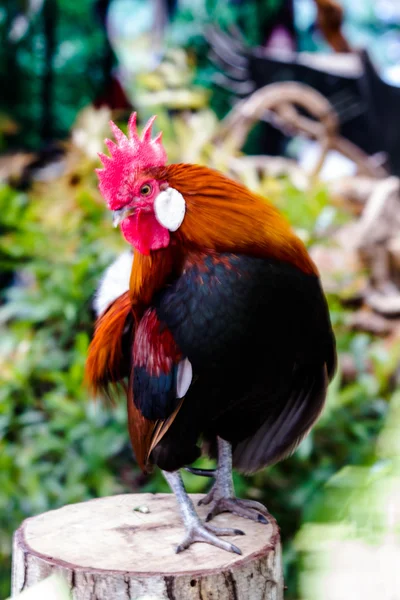 Chicken — Stock Photo, Image