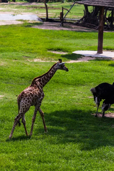 Giraffe — Stock Photo, Image