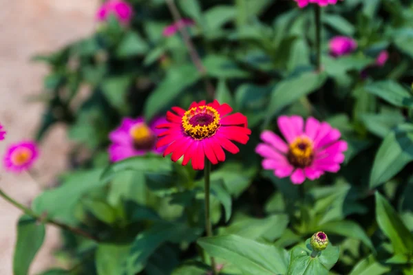 Flower zinnia of lilac color — Stock Photo, Image