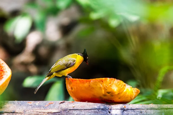 Pájaro — Foto de Stock