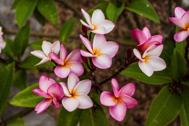 güzel renkli çiçekler