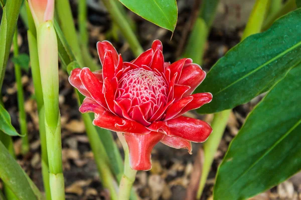 色とりどりの花は美しい — ストック写真