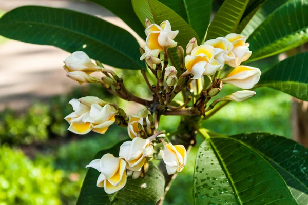 Bunte Blumen, die schön sind — Stockfoto