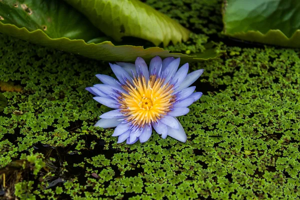 Lotus má velice krásnou barvu — Stock fotografie