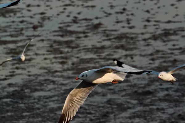 Gaviota — Foto de Stock