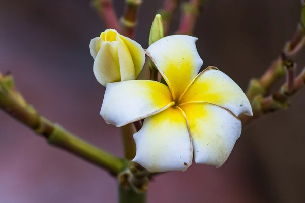 Fleurs colorées qui sont belles — Photo