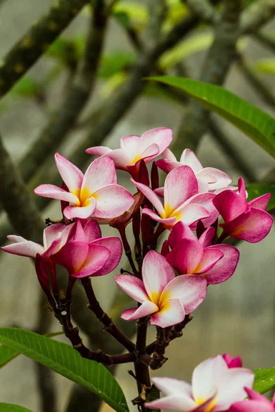 Fiori colorati che sono belli — Foto Stock