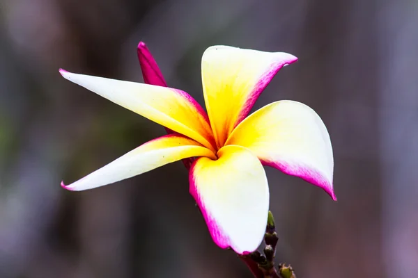 Kolorowe kwiaty, które są piękne — Zdjęcie stockowe
