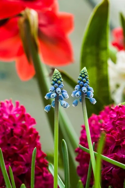 Flores coloridas que son hermosas y variadas — Foto de Stock