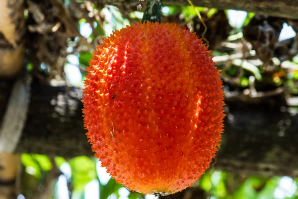 Гак фрукты, детеныш Jackfruit, колючая горькая тыква, сладкий Grourd или C — стоковое фото