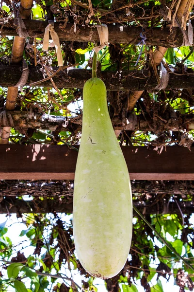 Wachskürbis — Stockfoto