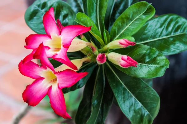 Flores de colores que son hermosas —  Fotos de Stock