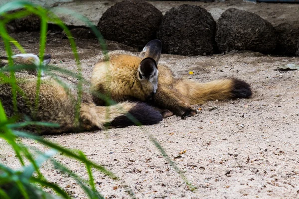 Lobo — Foto de Stock