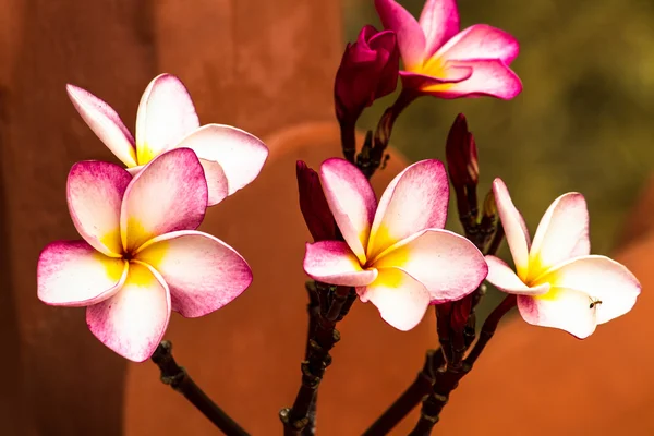 Färgglada blommor som är vackra — Stockfoto