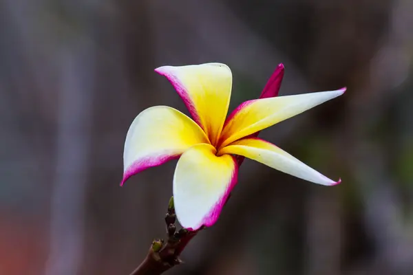 Colorful flowers that are beautiful — Stock Photo, Image