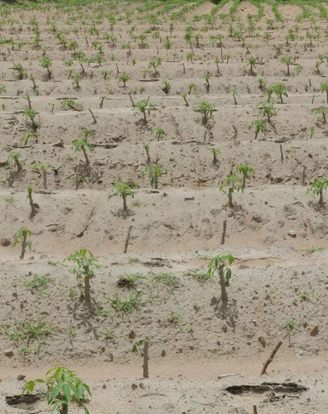 Cassave of maniok plant veld in thailand — Stockfoto