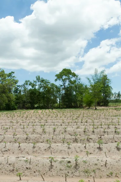 Cassave of maniok plant veld in thailand — Stockfoto