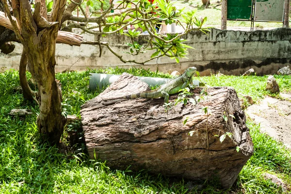 Gros plan portrait d'un iguane vert — Photo