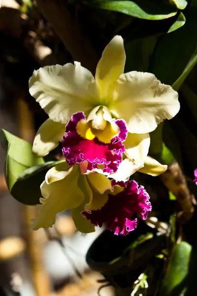 Vackra lila orkidé — Stockfoto