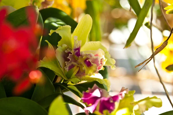 Schöne lila Orchidee — Stockfoto