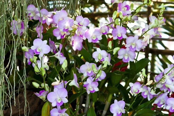 Bella orchidea viola — Foto Stock