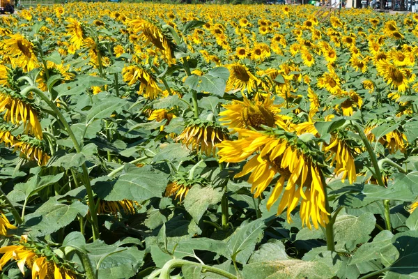 Girasol de cerca —  Fotos de Stock