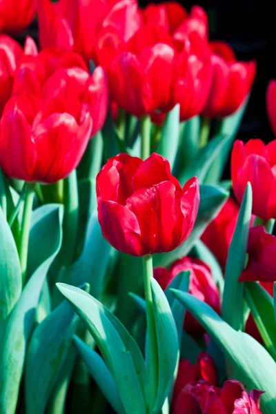 Kleurrijke tulpen — Stockfoto