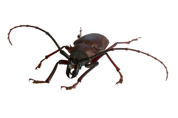 Escaravelho — Fotografia de Stock