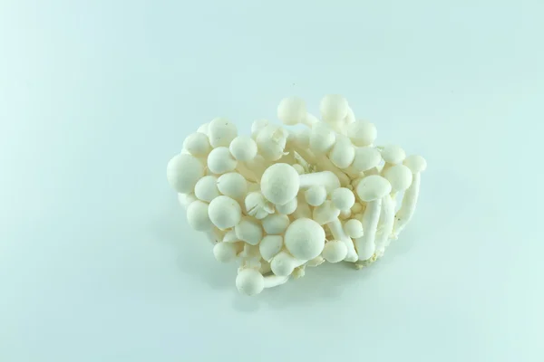 Brown beech mushroom isolated on white — Stock Photo, Image