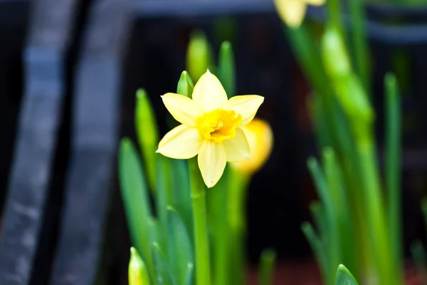 Beautiful spring flowers — Stock Photo, Image