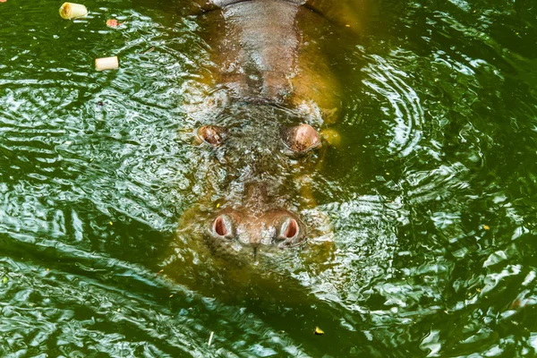 Hippopotame — Photo