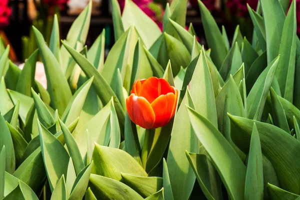 Tulipanes coloridos —  Fotos de Stock