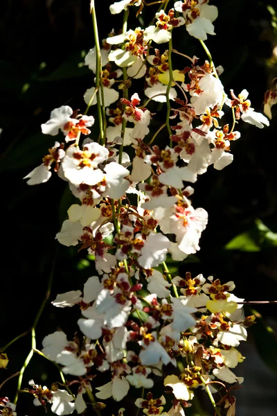 Smuk lilla orkide - Stock-foto