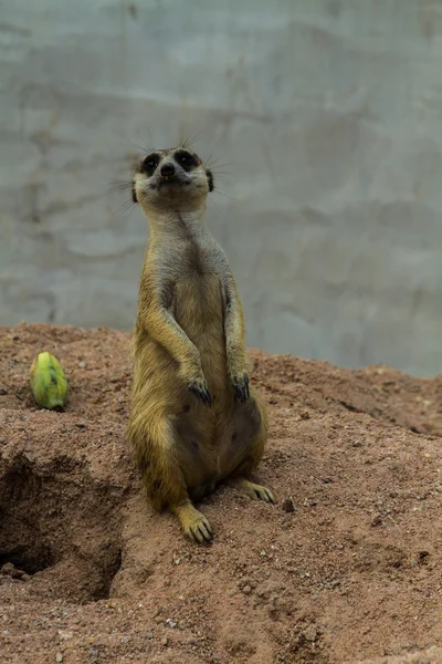 Meerkat. — Fotografia de Stock